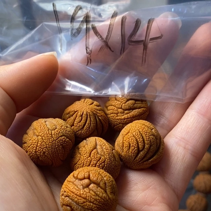 文玩核桃手串秦岭野生龙纹桃核19