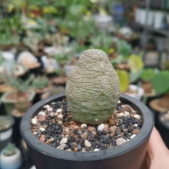 凝蹄玉  一物一拍