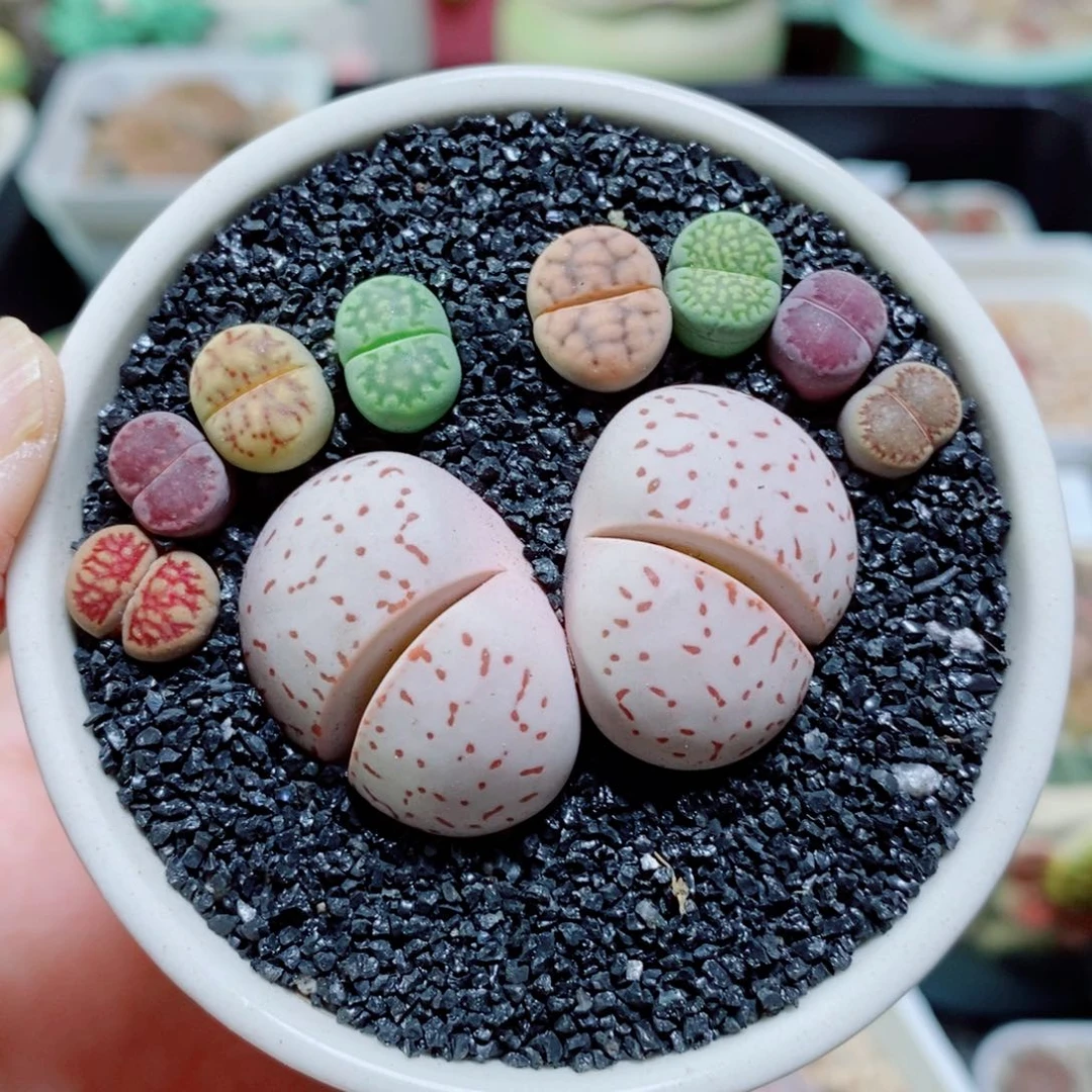 生石花花花花开了914