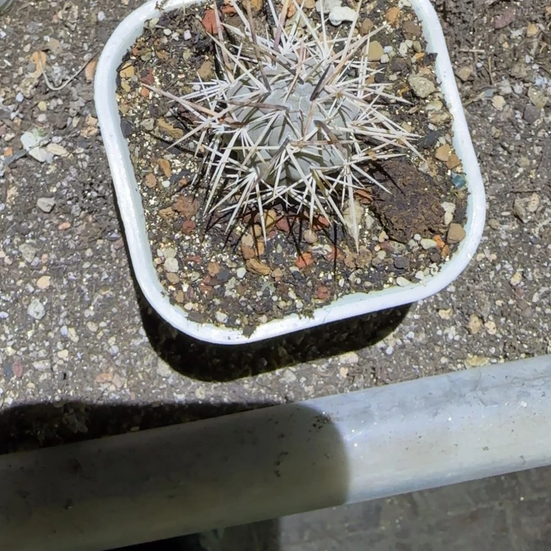 禅*习志野多肉植物满38包邮