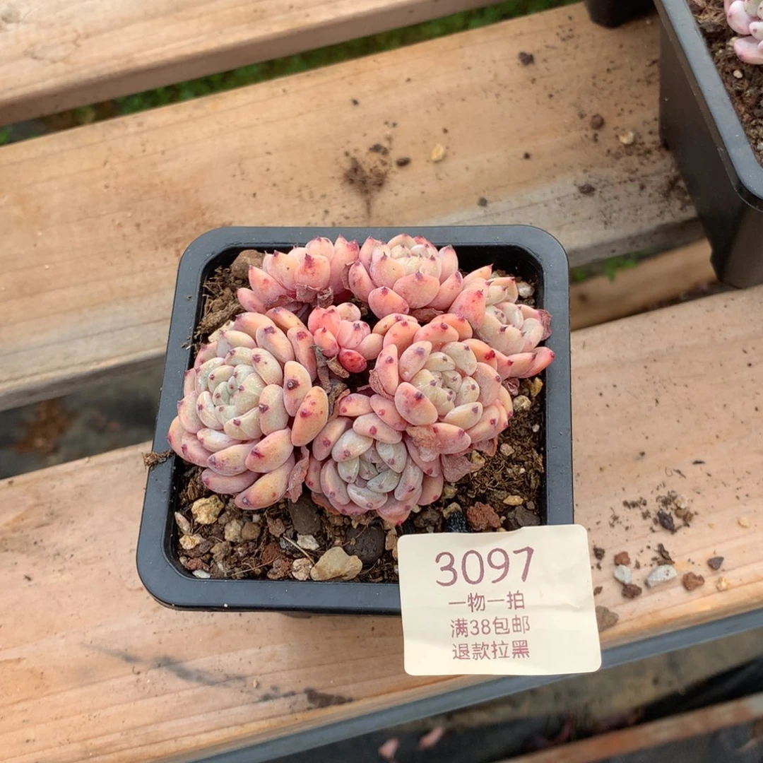 8.5厘米七头有砍雪爪3097