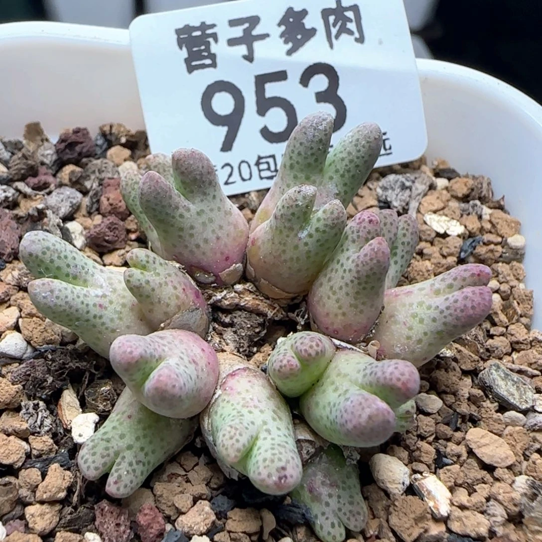 955D带盆土17头斑马。