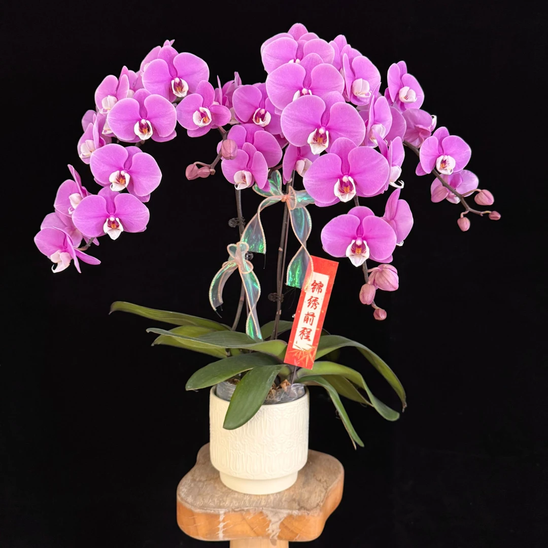 【安娜】经典好养耐养 蝴蝶兰 有花有花苞  基地直发