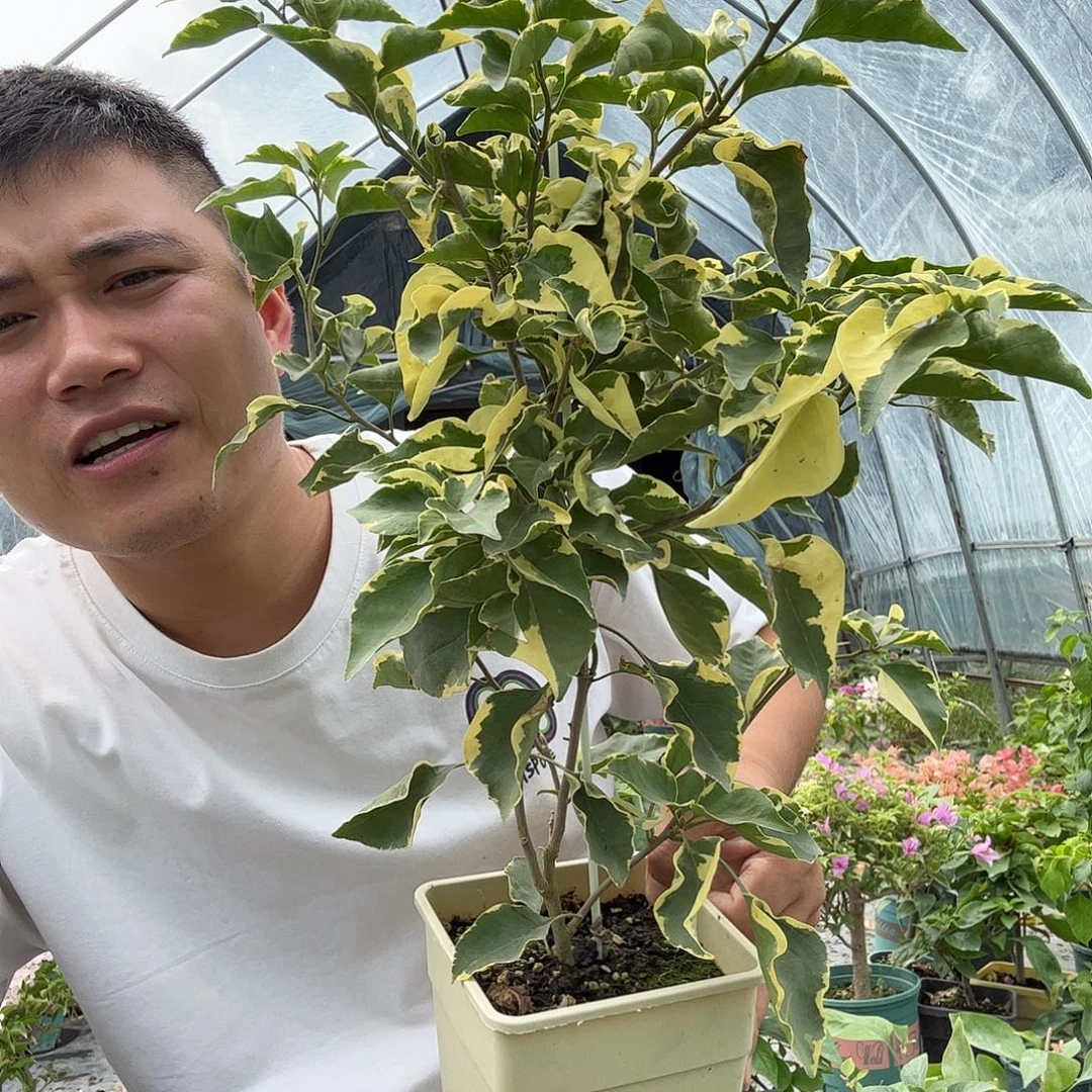 无花朵三角梅18号