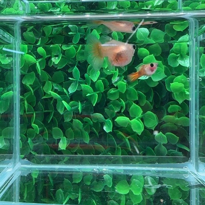 孔雀鱼2黄金短球一对