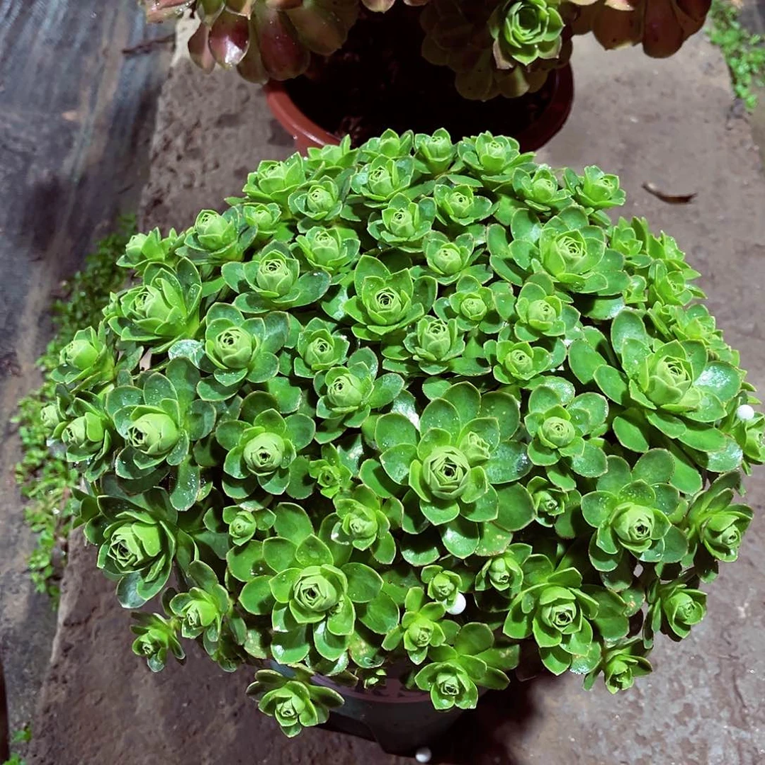 法师多肉漂亮漂亮