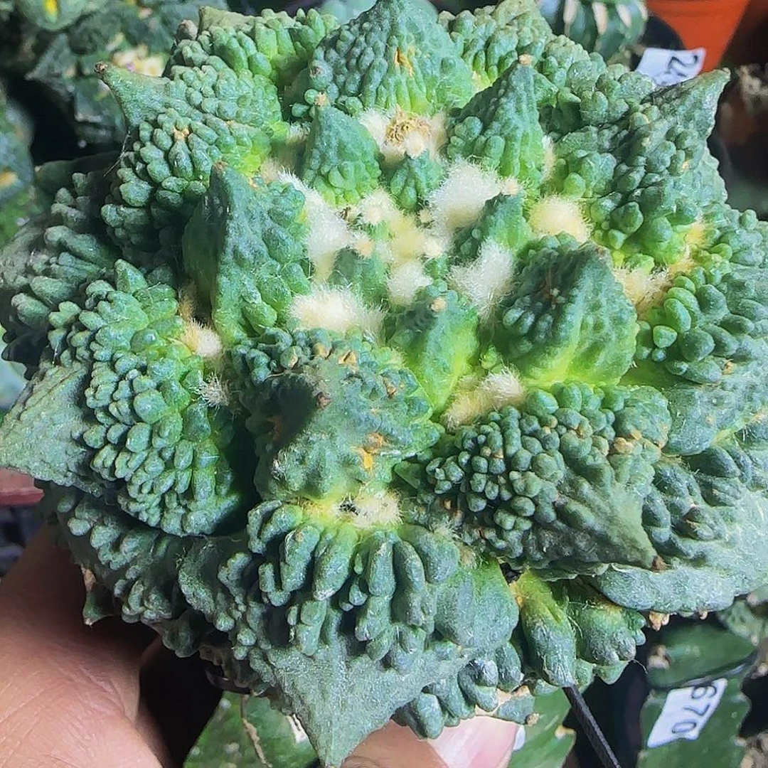 怒涛319仙人球开花