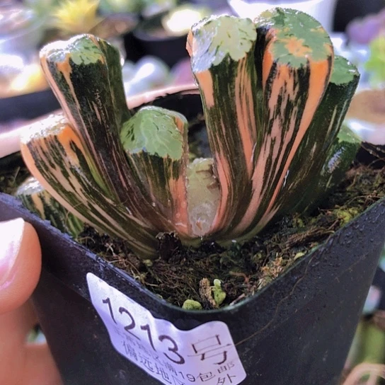 无花朵1213，6.6厘米北斋玉扇锦优选锦