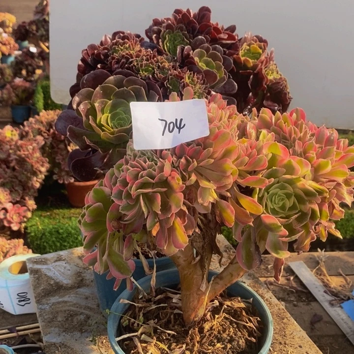 雨***菥不开花植物704号欧紫➕粉女巫多肉