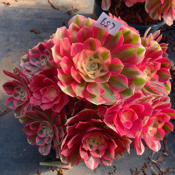 687粉女巫精品法师多肉