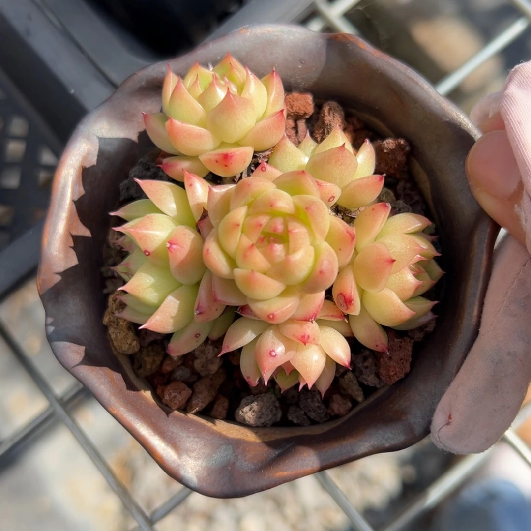 麦秆（满38包邮）多肉