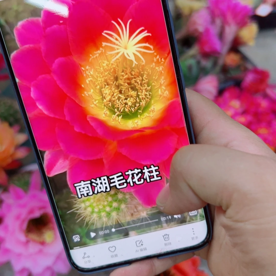 下2毛星火歪无根侧芽4公分左右20包邮