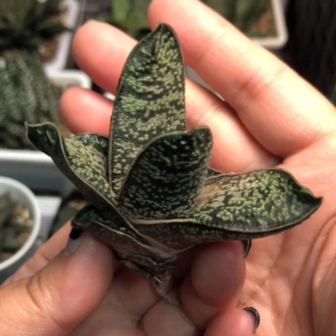 赤不动转牛哈哈哈哈哈哈