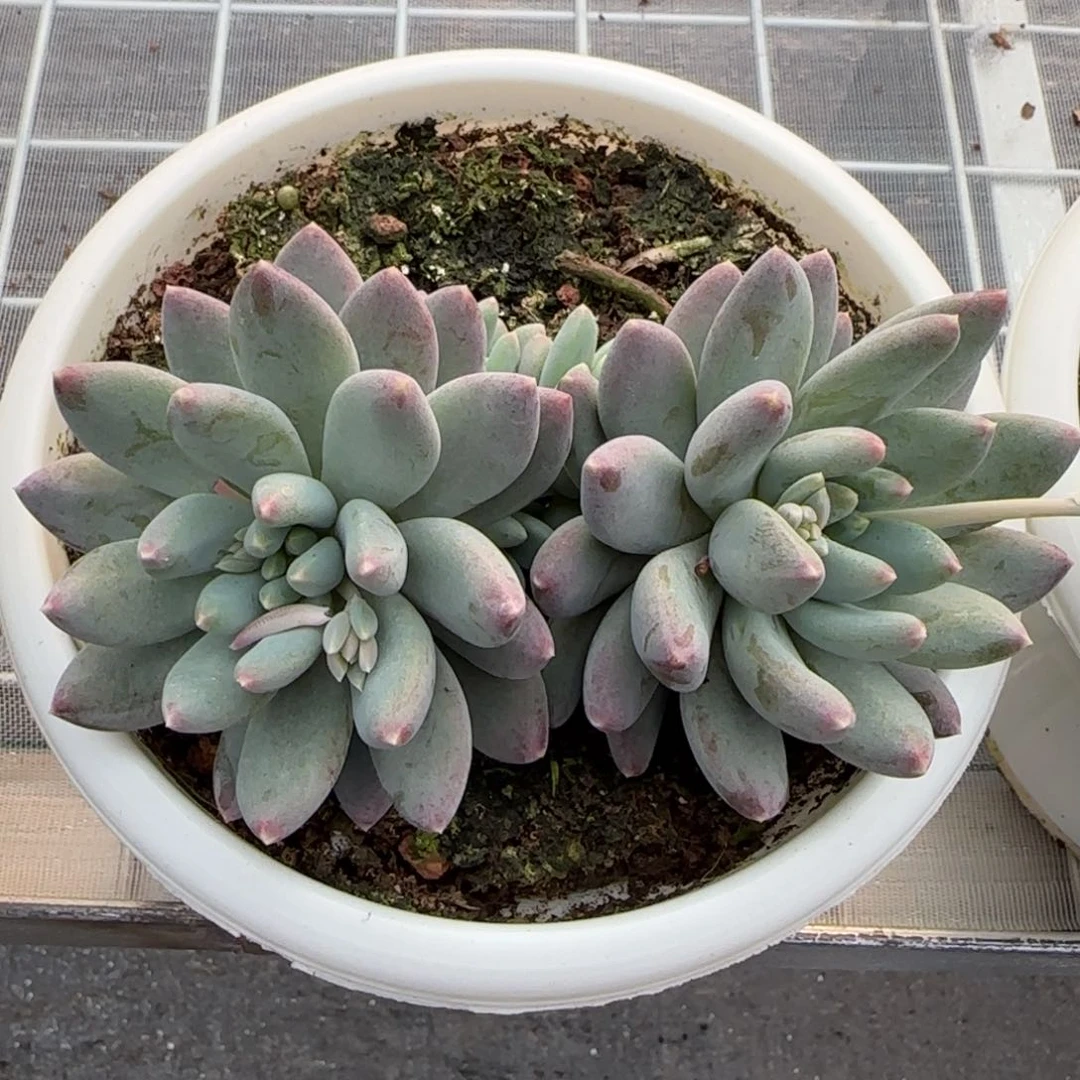从前慢花园精选多肉星月菩提