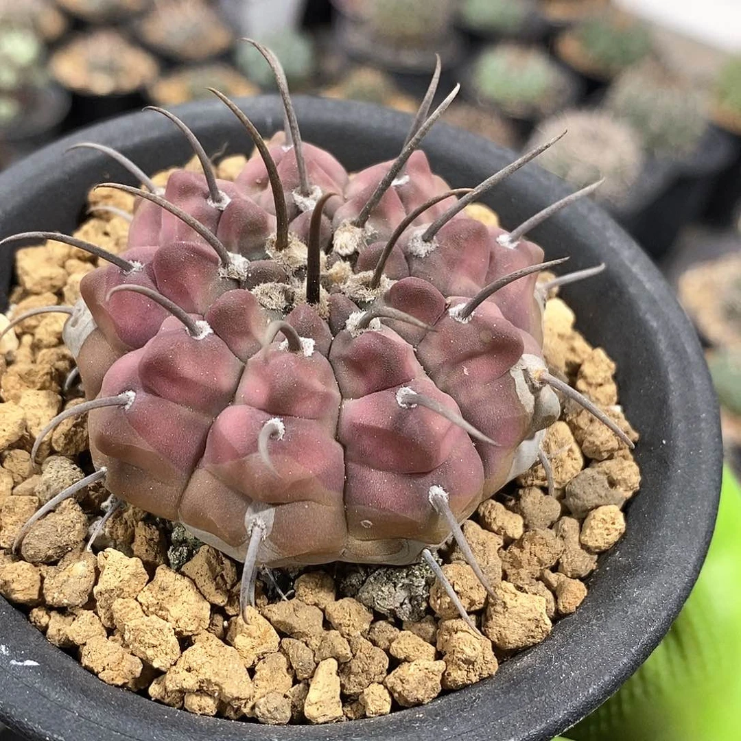 石*实生春秋之壶仙人球