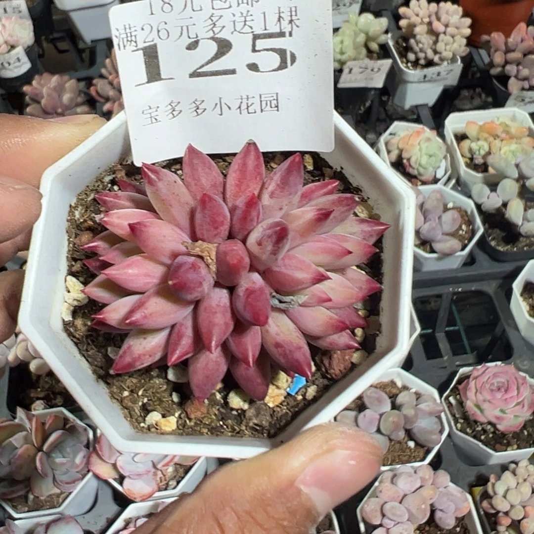 125号双头车厘子一物一拍满18包邮