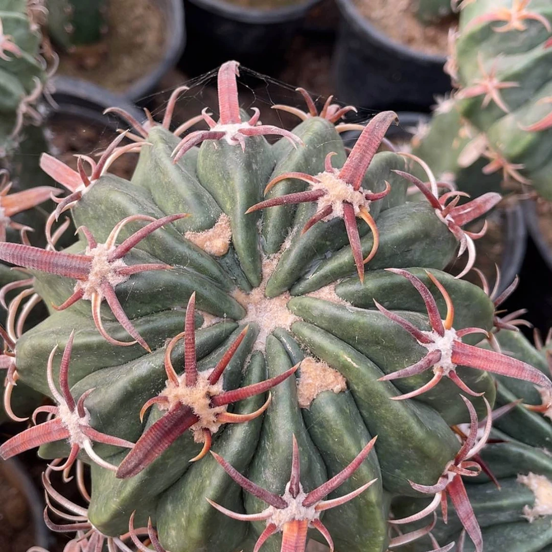 【闪购商品】武藏凌波苗接6666