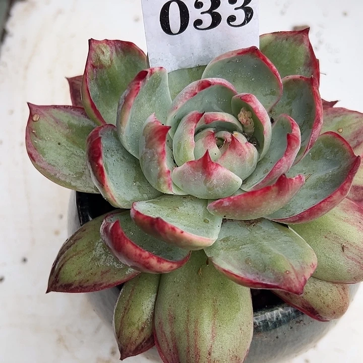 惊鸿惊鸿惊鸿033叶展15默认裸根发货