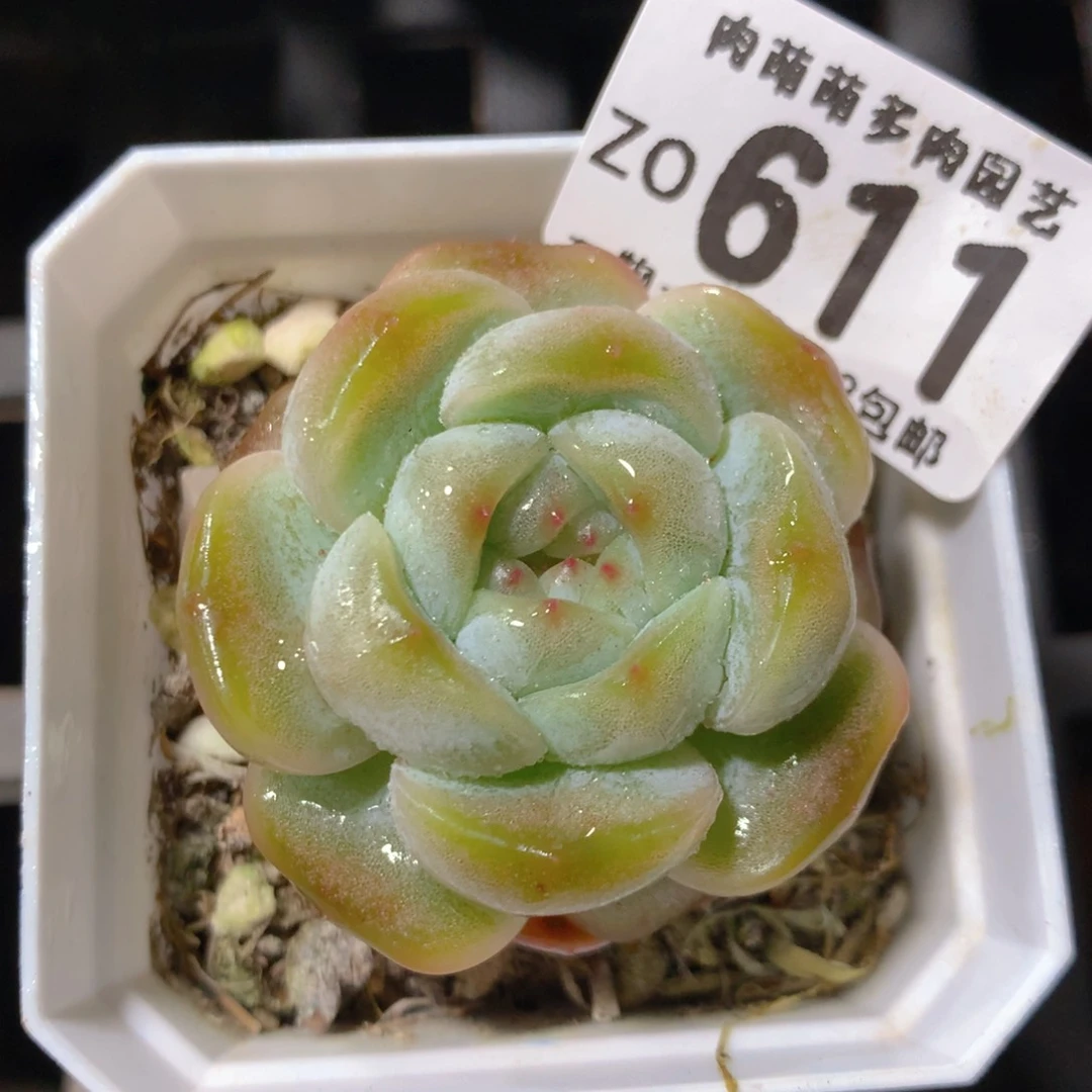 5CM拇指盆精控多肉ZO611