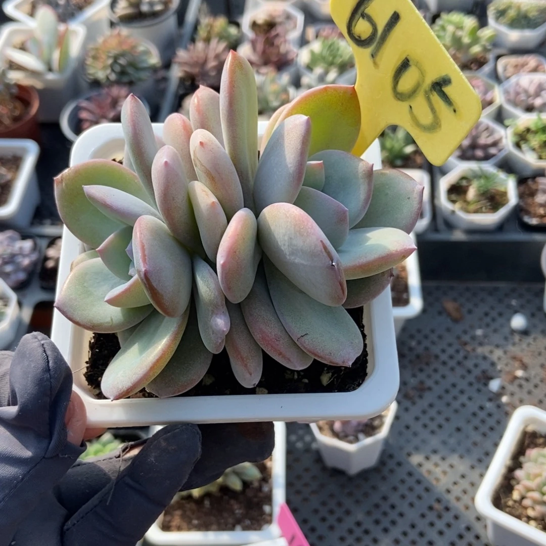 6105奶茶多肉植物