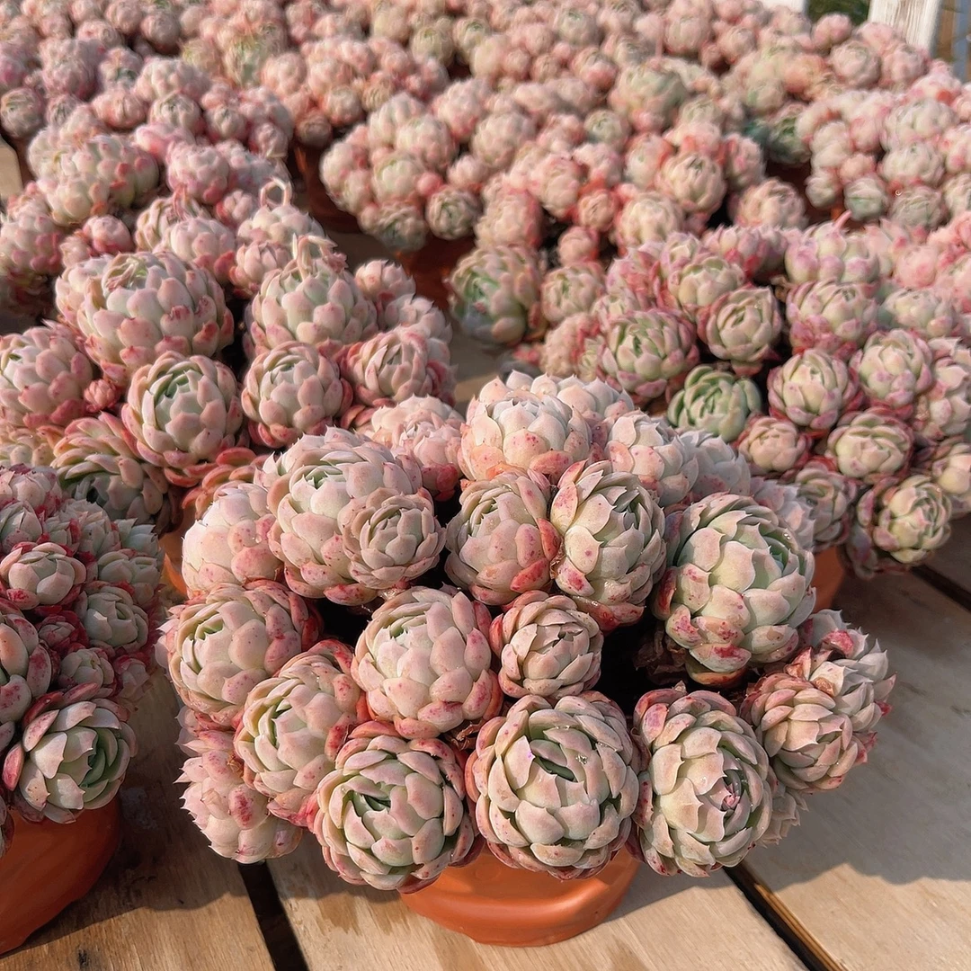 草莓泡芙 多肉植物 好看好养 新手必备 办公室 绿植 盆栽带盆带土