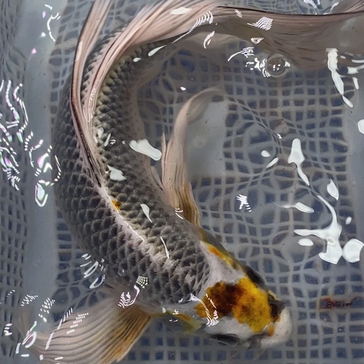 锦鲤冷水锦鲤包邮