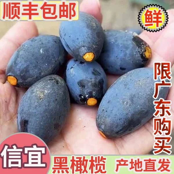 新鲜黑橄榄乌橄榄广东信宜生鲜油橄榄产地直发现摘顺丰包邮