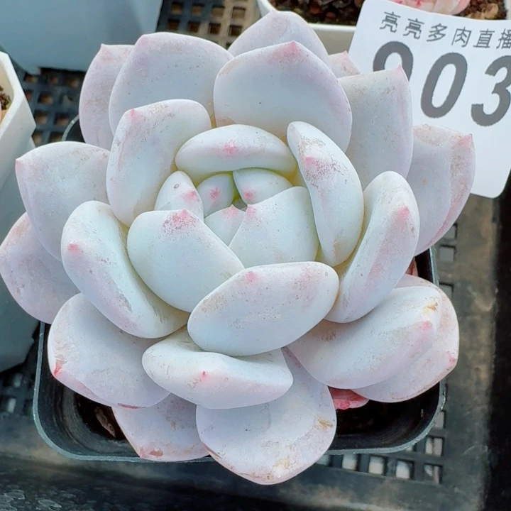 奶盖           精美多肉