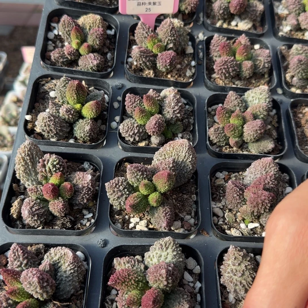 单颗朱紫玉量拍链接
