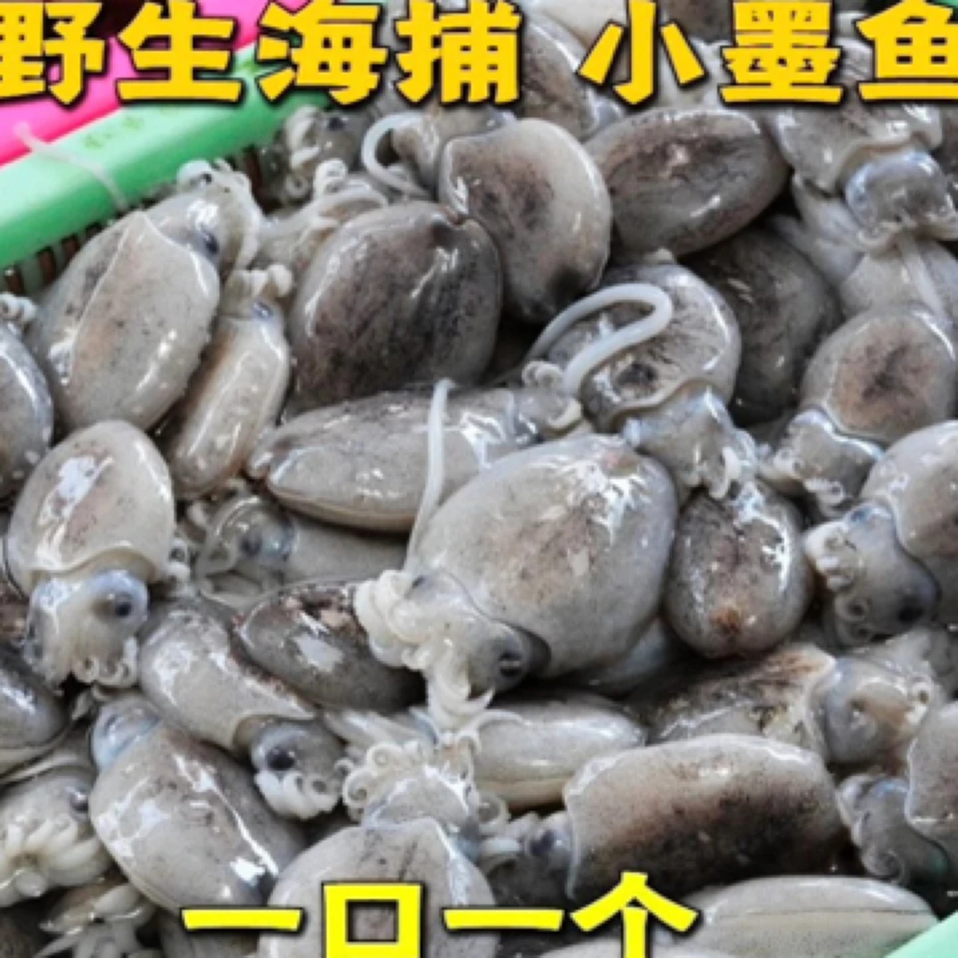 海捕新鲜小墨鱼仔 个头不大 肉质鲜甜脆一斤20个头左右 到手5斤