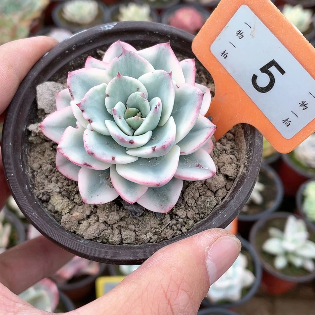 【闪购商品】5号的