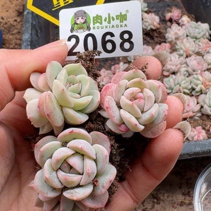 多肉植物多肉植物