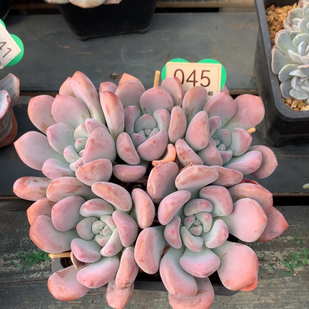 丸叶奥普开播福利045