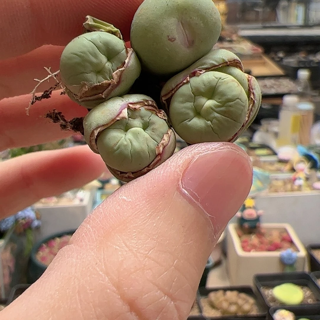 【闪购商品】41 端午福利