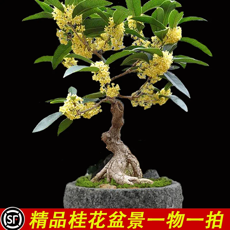 精品四季桂花盆栽一物一拍盆景浓香型花卉好养室内阳台庭院办公桌
