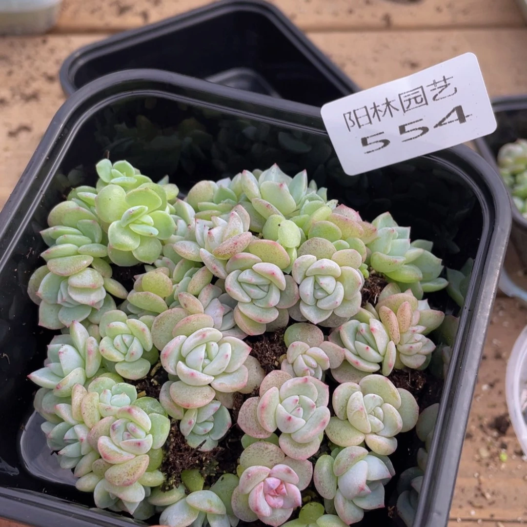 多肉植物多肉植物554