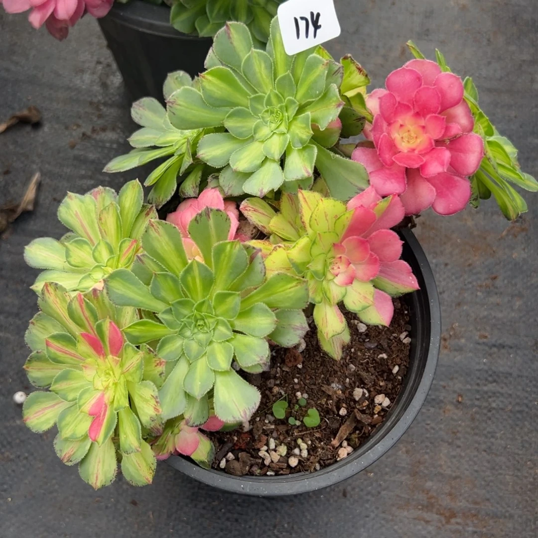 174知否砍头多肉一组