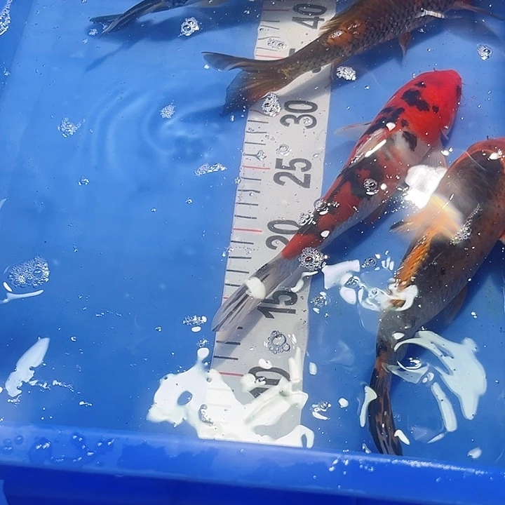 锦鲤锦鲤好养耐活