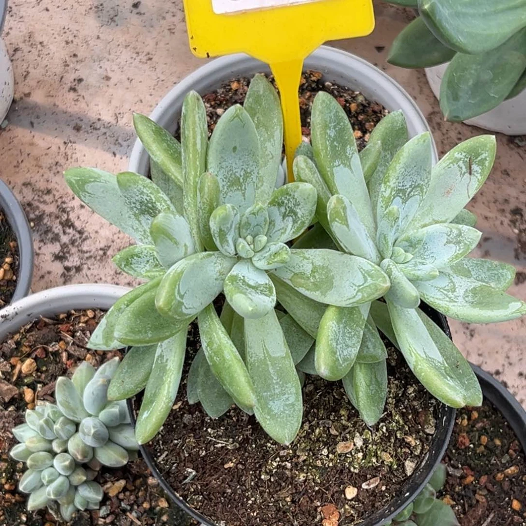 神**姐多肉植物阿斯托姆605
