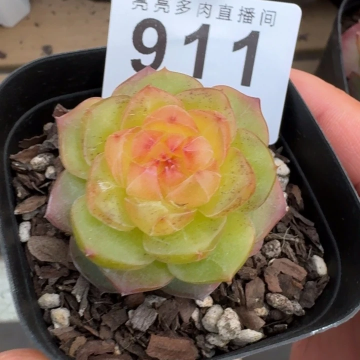 母本珍妮            多肉植物