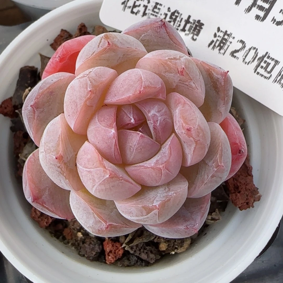 花语逸镜0131-562