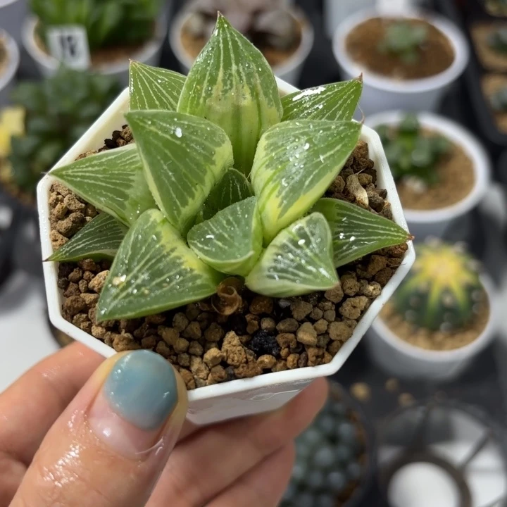 帝王寿锦多肉植物