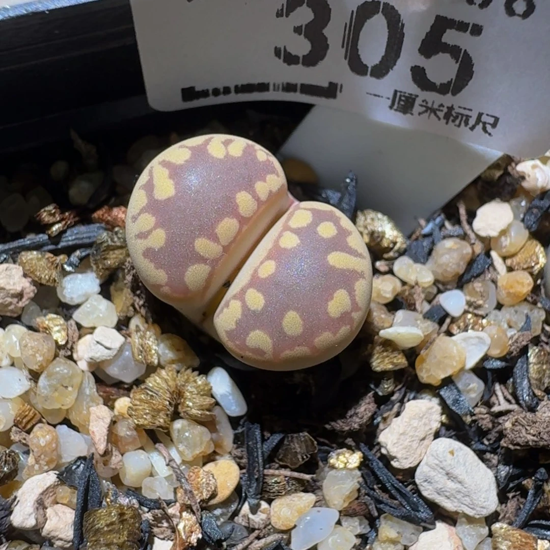 zzzZ生石花肉锥305