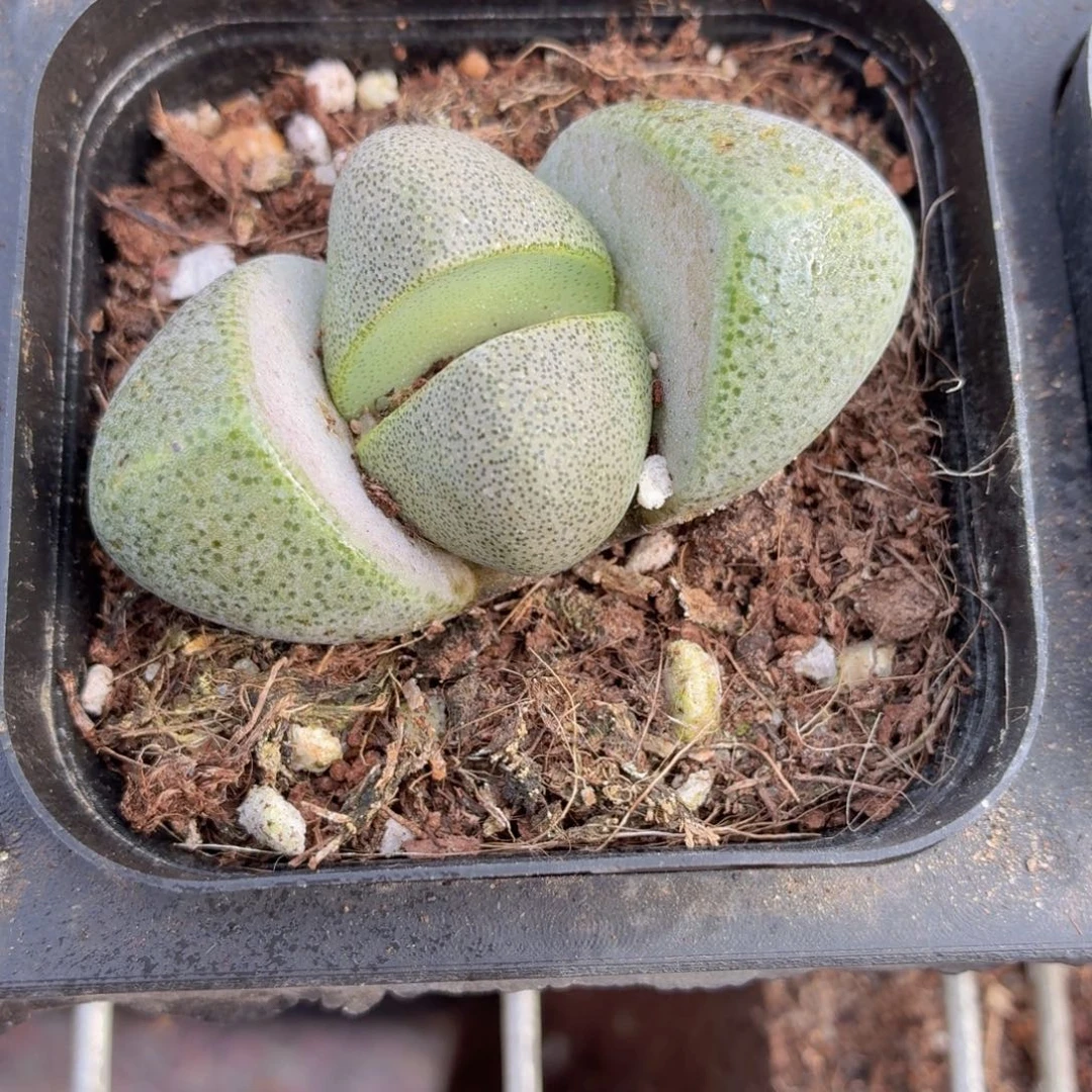 元宝多肉9.9包邮发货