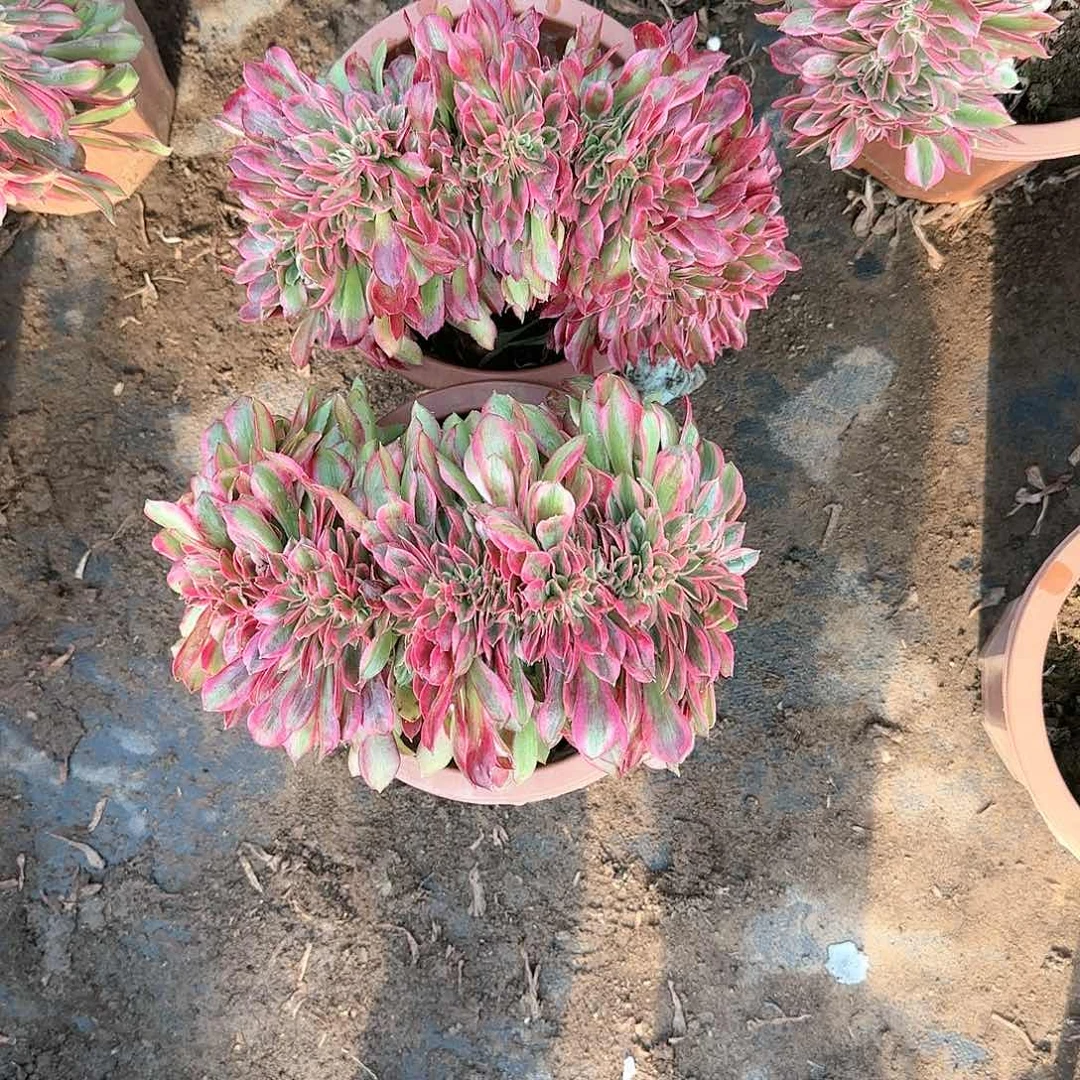 ?*e缀话脱土发货缀话