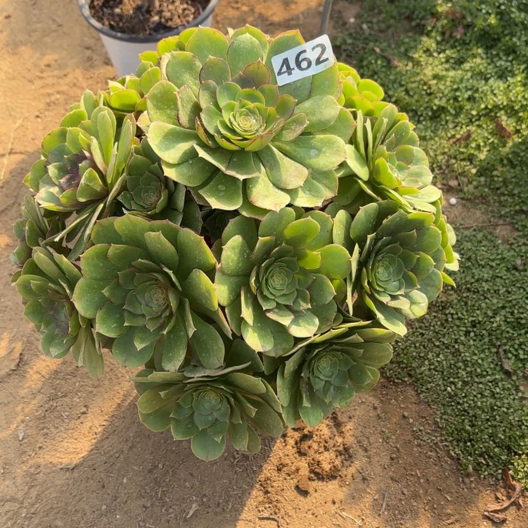 兰*462万圣节多肉不包损