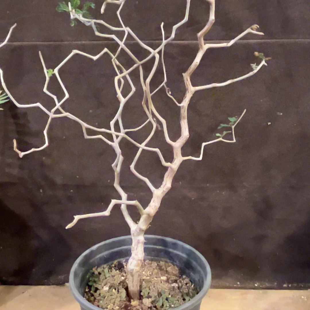 汤圆植物滔天橄榄8