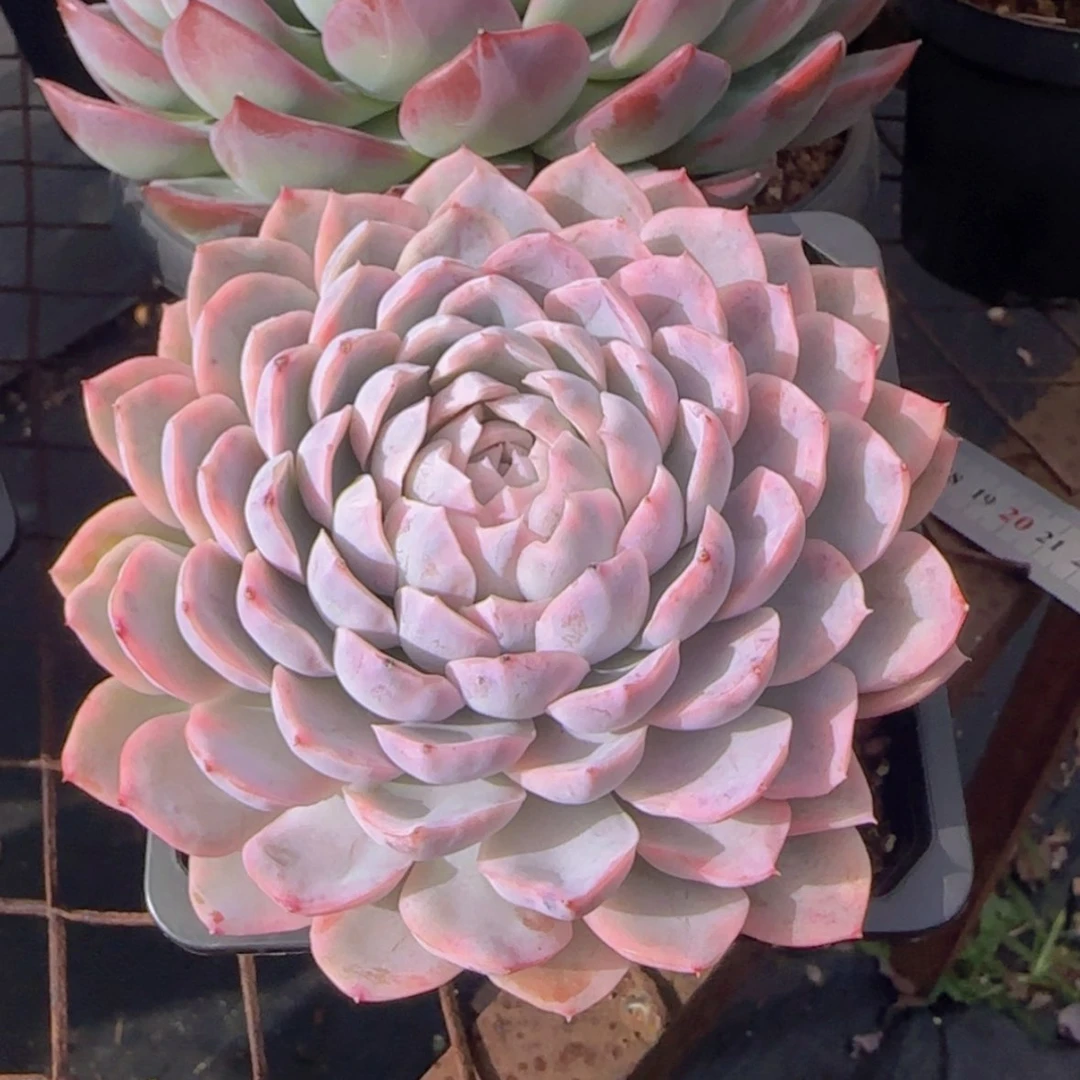 【闪购商品】雪球锦19.9