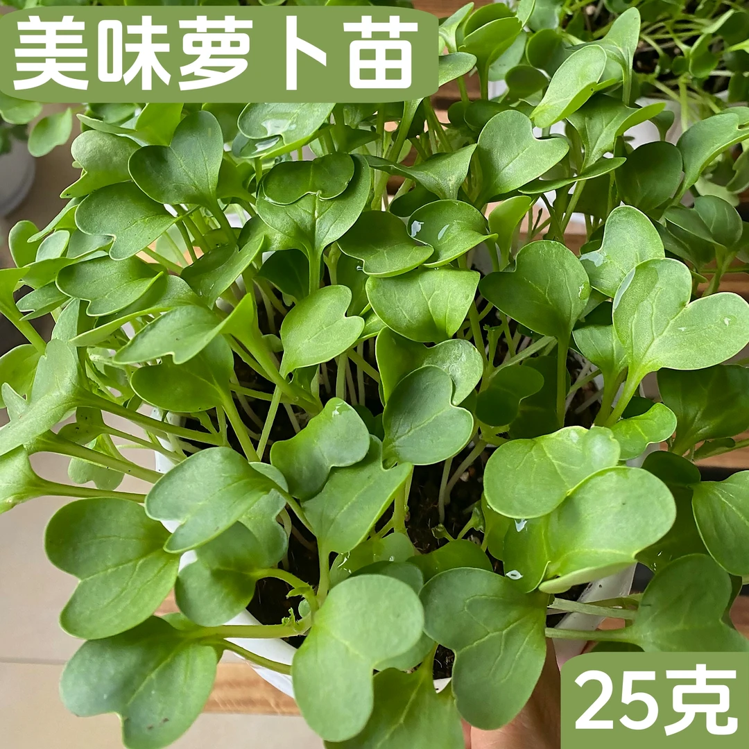 美味萝卜苗种子可以生吃凉拌打汤非常好吃适合家庭阳台小菜园种植