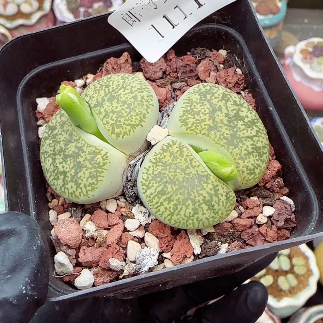 生石花满18包邮1111-172